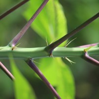 Manihot esculenta Crantz